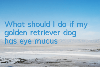 What should I do if my golden retriever dog has eye mucus?