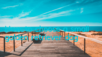 How to choose a small golden retriever dog