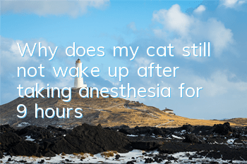Why does my cat still not wake up after taking anesthesia for 9 hours?