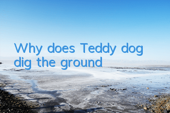 Why does Teddy dog ​​dig the ground?
