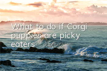 What to do if Corgi puppies are picky eaters