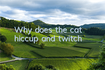 Why does the cat hiccup and twitch?