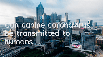 TCan canine coronavirus be transmitted to humans?