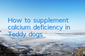 How to supplement calcium deficiency in Teddy dogs