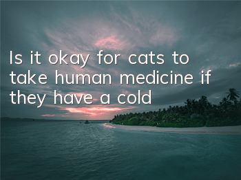 Is it okay for cats to take human medicine if they have a cold?