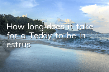 How long does it take for a Teddy to be in estrus?