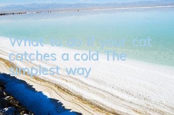What to do if your cat catches a cold? The simplest way