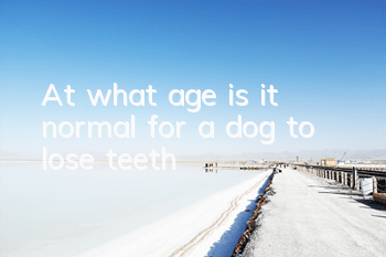 TAt what age is it normal for a dog to lose teeth?