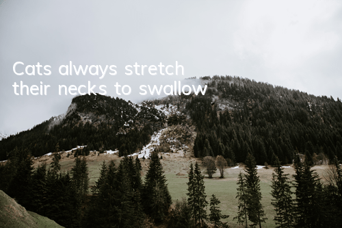 Cats always stretch their necks to swallow