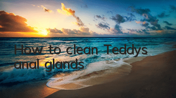 How to clean Teddy’s anal glands
