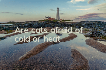 Are cats afraid of cold or heat?
