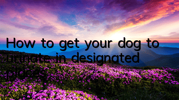THow to get your dog to urinate in designated places