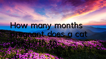 How many months pregnant does a cat give birth to?