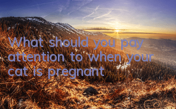 What should you pay attention to when your cat is pregnant?