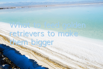 What to feed golden retrievers to make them bigger?