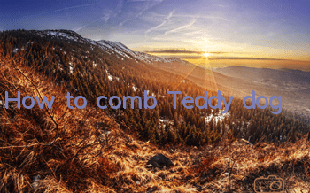 How to comb Teddy dog