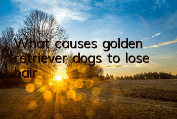 What causes golden retriever dogs to lose hair?