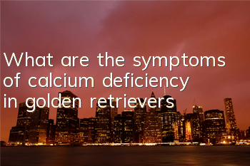What are the symptoms of calcium deficiency in golden retrievers?