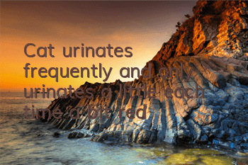 Cat urinates frequently and only urinates a little each time, a bit red