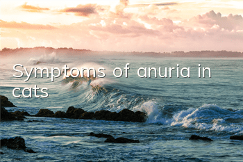 Symptoms of anuria in cats