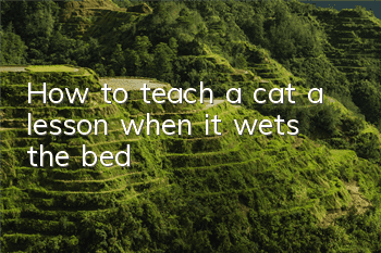How to teach a cat a lesson when it wets the bed