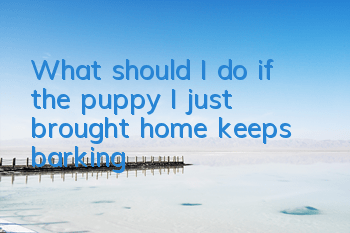 What should I do if the puppy I just brought home keeps barking?