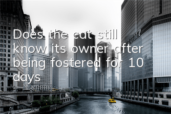 Does the cat still know its owner after being fostered for 10 days?