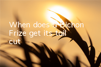 When does a Bichon Frize get its tail cut?
