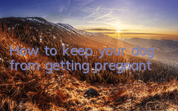 How to keep your dog from getting pregnant