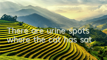 There are urine spots where the cat has sat