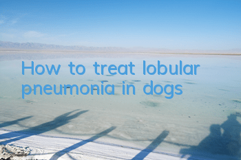 THow to treat lobular pneumonia in dogs