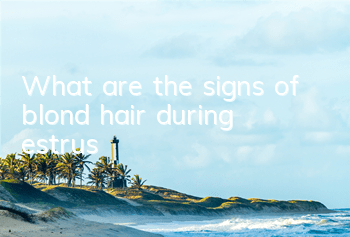 What are the signs of blond hair during estrus?