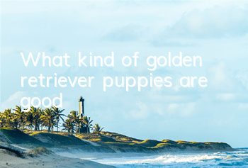 What kind of golden retriever puppies are good?