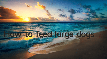 How to feed large dogs