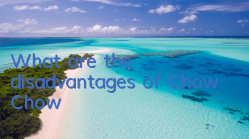 What are the disadvantages of Chow Chow?