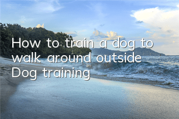 THow to train a dog to walk around outside? Dog training!