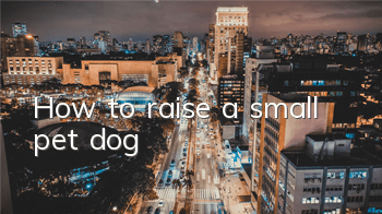 How to raise a small pet dog