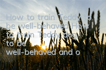 THow to train Teddy to be well-behaved? How to train Teddy dog ​​to be well-behaved and obedient!