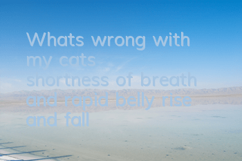 What's wrong with my cat's shortness of breath and rapid belly rise and fall?