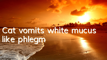 Cat vomits white mucus like phlegm