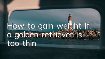 How to gain weight if a golden retriever is too thin?