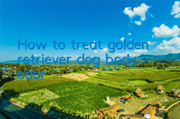 How to treat golden retriever dog body odor