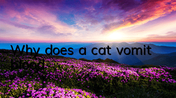 Why does a cat vomit blood?