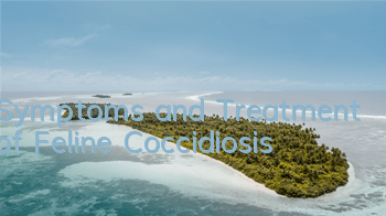TSymptoms and Treatment of Feline Coccidiosis