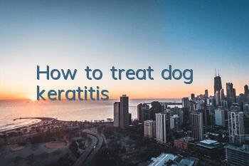 THow to treat dog keratitis
