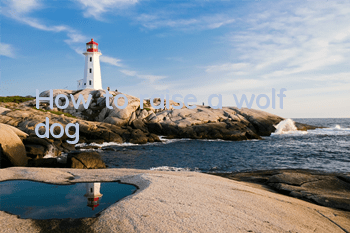 How to raise a wolf dog