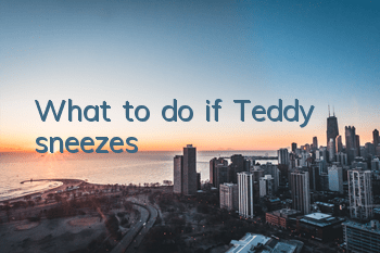 What to do if Teddy sneezes