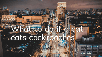 What to do if a cat eats cockroaches