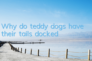 Why do teddy dogs have their tails docked?