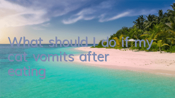 What should I do if my cat vomits after eating?